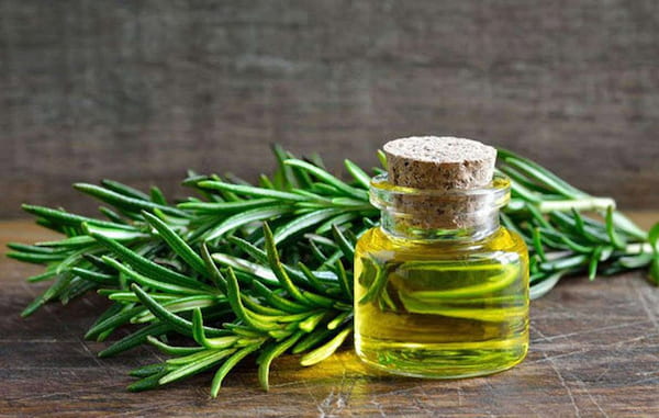قیمت خرید اسانس گیاه رزماری + فروش ویژه